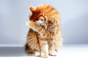 Katze Angst